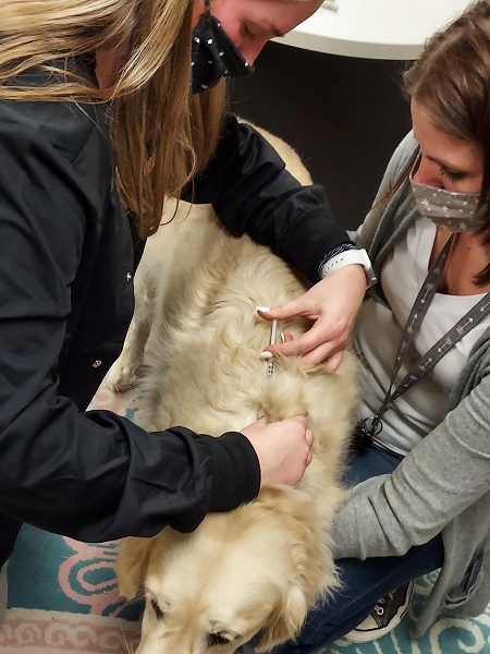 Vaccinating FeBe